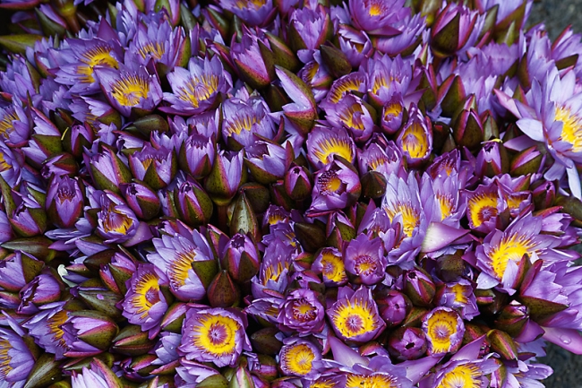 Kandy-Temple de la dent-011